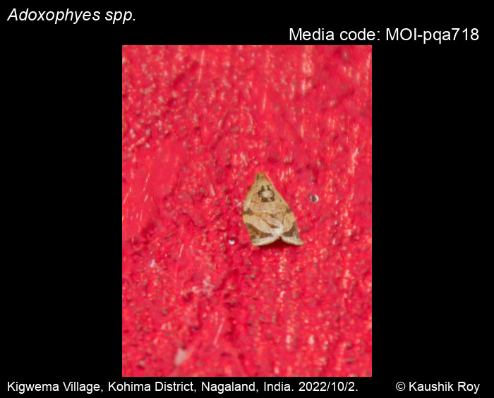 Adoxophyes spp. Meyrick, 1881 Moths